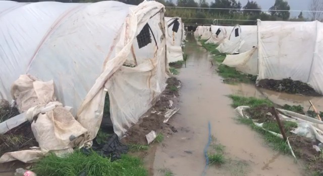 Antalyada çilek seraları sular altında kaldı