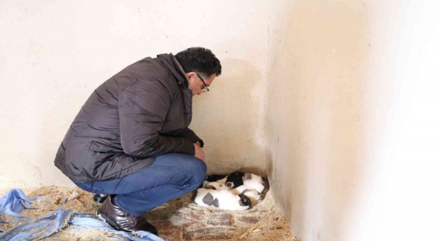 Ardahan Belediyesi sokak hayvanlarını unutmuyor