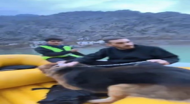 Artvinde baraj sularının yükseldiği köyde mahsur kalan köpek botla kurtarıldı
