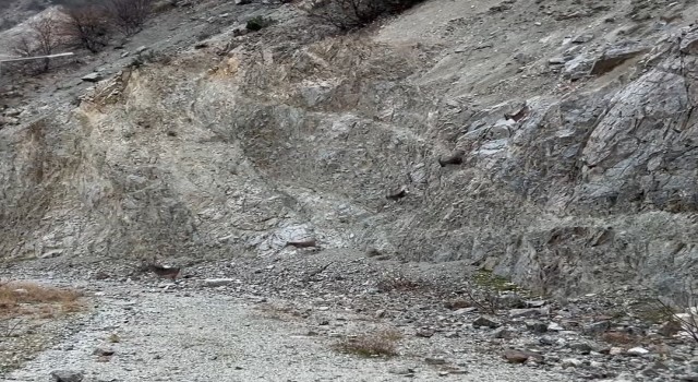 Artvin´de yaban keçileri sürü halinde görüntülendi