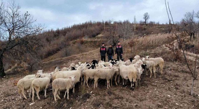 Aydın Köşkte kaybolan 50 koyun, İzmir Ödemişte bulundu