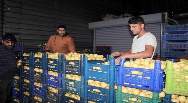 Aydında pazarların en rağbet gören ürünü limon oldu