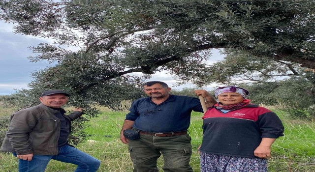 Aydında zeytin bahçeleri denetlendi, çiftçiler bilgilendirildi