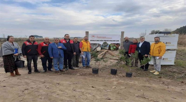 Ayvalık 100 yıl sonra yeniden sakız ağacı yetiştirecek