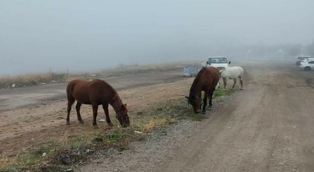 Başıboş dolaşan atlar tedirginlik oluşturdu