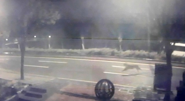 Başkentte hayvanat bahçesinden aslan kaçtığı iddiası ortalığı karıştırdı