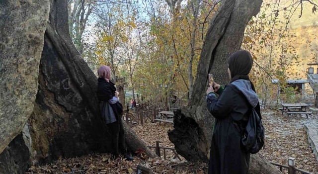 Batmanda asırlık çınar ağaçlarının yaprakları doğal stüdyo oluşturdu