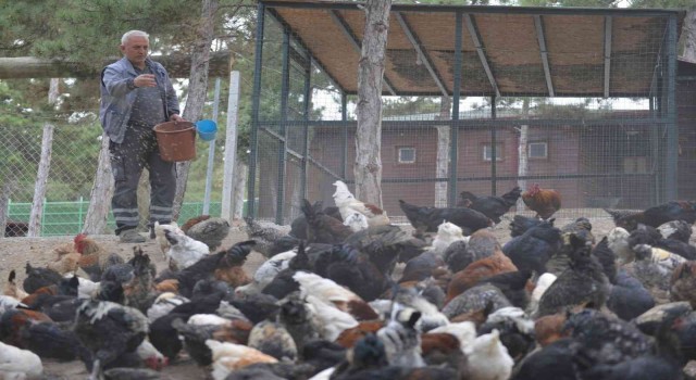 Belediye tarafından yetiştirilen tavuk ve kazlar etleri ihtiyaç sahiplerine verildi