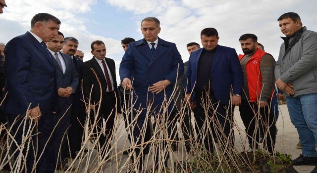 Besnide çiftçilere Antep Fıstığı fidanı dağıtıldı