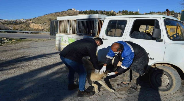 Besnide sokak hayvanlarına kuduz aşısı yapılmaya başlandı