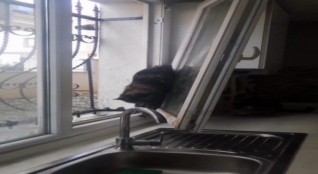 Beylikdüzünde itfaiyeden kedi kurtarma operasyonu