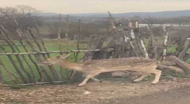 Bigada karaca köye indi