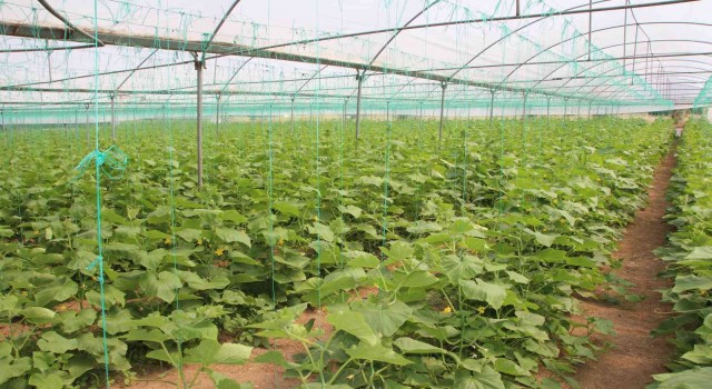 Bilecikte de Kent Tarım Projesi başlıyor
