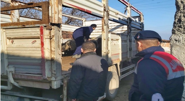 Bilecikte sahte banka dekontla hayvan hırsızlığı yapan şahıs yakalandı