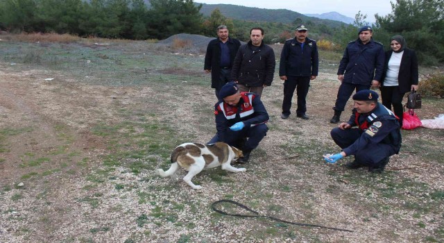 Bilecikte sokak hayvanlarını elleriyle beslediler