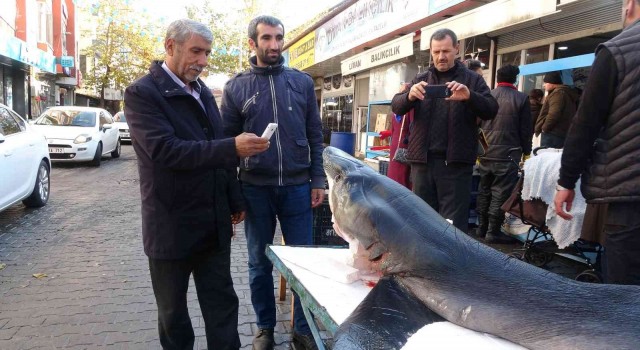 Bingölde 3 metrelik köpek balığı ilgi odağı oldu