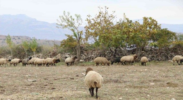 Bir Sürü Nedenim Var projesiyle hayvan sahibi oldu