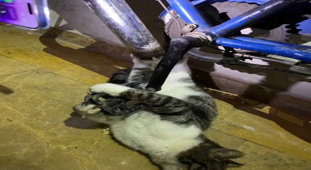 Bisikletin zincirine sıkışan kediyi itfaiye kurtardı