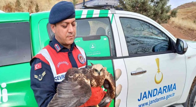 Bitkin halde bulunan Doğan kuşu koruma altına aldı