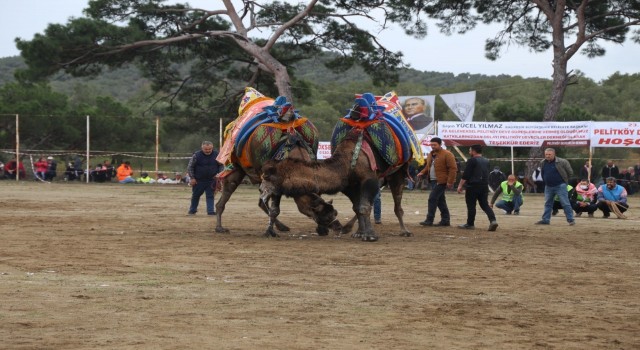 Burhaniyede deve güreşleri başlıyor