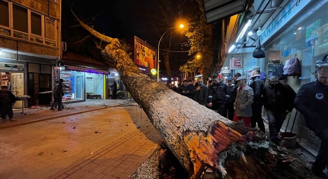 Bursada 40 metrelik çınar ağacı dükkanların üzerine devrildi