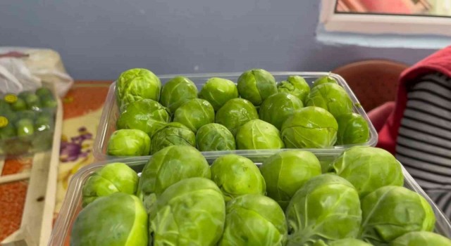 Bursanın İznik ilçesinde sezonda 12 bin ton Brüksel lahanası ihraç ediliyor