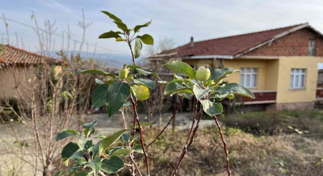Çanakkalede elma ağacı 2nci kez meyve verdi