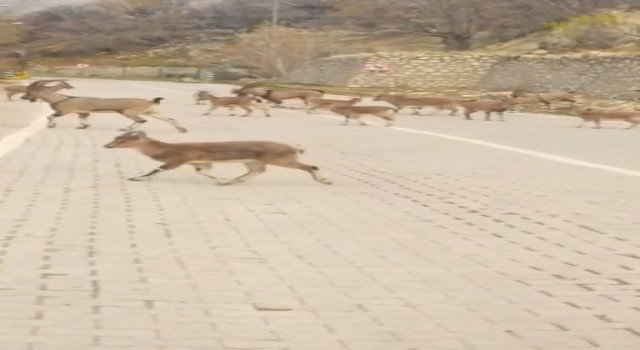 Çemişgezekte yaban keçileri sürü halinde ilçe merkezine indi
