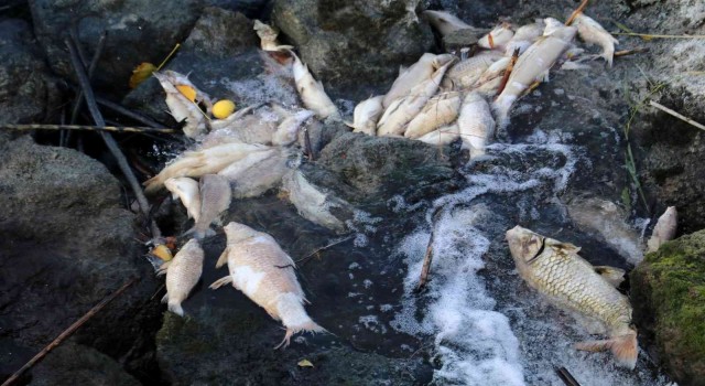 Ceyhan Nehrinde balık ölümleri: Binlerce balığın ölüm nedeni araştırılıyor