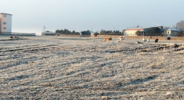 Çıldırda köpek istilası