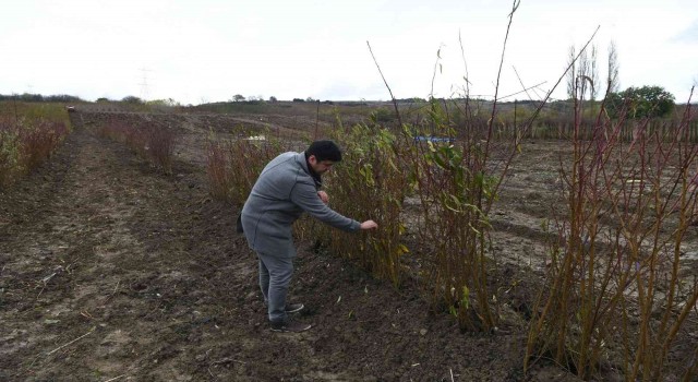 Coğrafi işaret tescilli Lapseki şeftalisinin fidanı da ihraç ediliyor