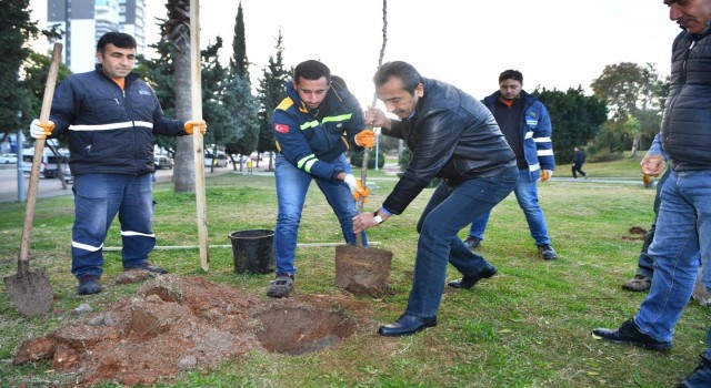 Çukurovada turunç seferberliği
