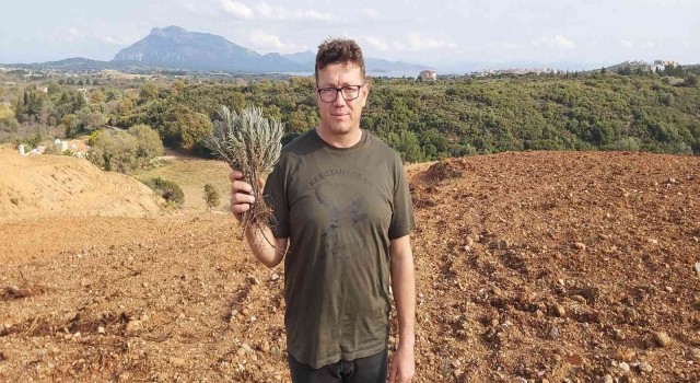 Datçalı girişimci devletten kiraladığı araziye 15 bin adet lavanta dikti