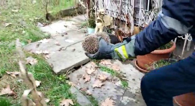 Demir korkuluğa sıkışan kirpinin yardımına itfaiye yetişti