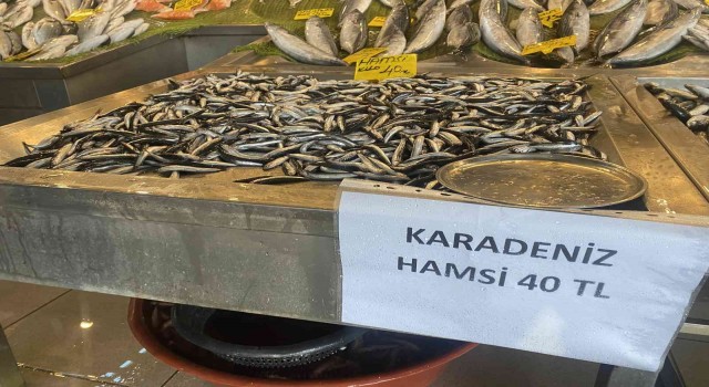 Denizlerde balık bolluğu, hamsi 80 liradan 40a düştü