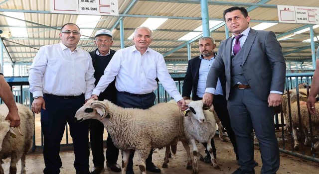 Denizlili yetiştiricilere 1000 adet damızlık koç ve teke dağıtılacak