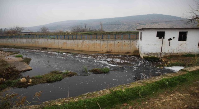 Deredeki balık ölümleri vatandaşları tedirgin ediyor