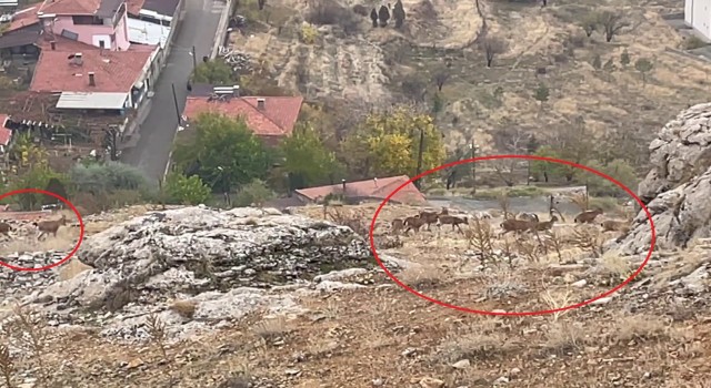 Divriğide dağ keçisi sürüsü görüntülendi