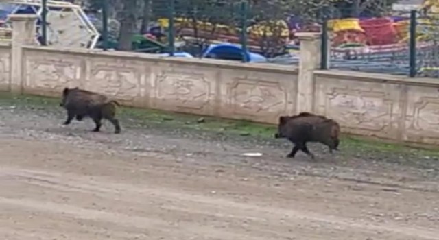 Diyarbakırda mezarlıkta yaban domuzları görüldü