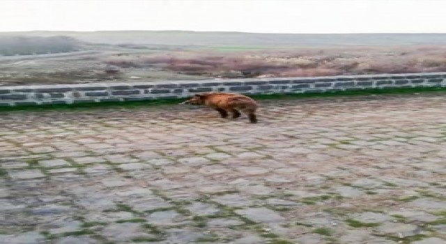 Diyarbakırda yolunu şaşıran domuzlar doğaya salındı