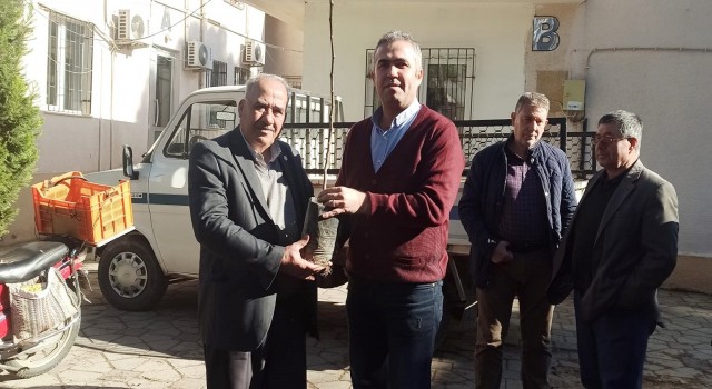 Efelerli üreticilere 5 bin 768 adet incir fidanı dağıtıldı