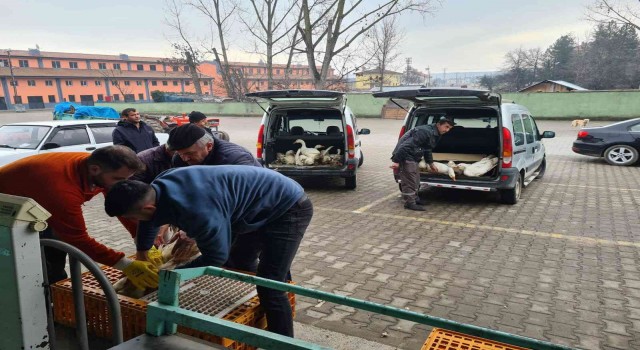 Eflanide ilk kaz satışı yapıldı