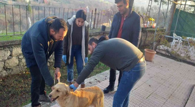 Elazığda evcil hayvanların çip ve pasaportlama çalışmaları sürüyor