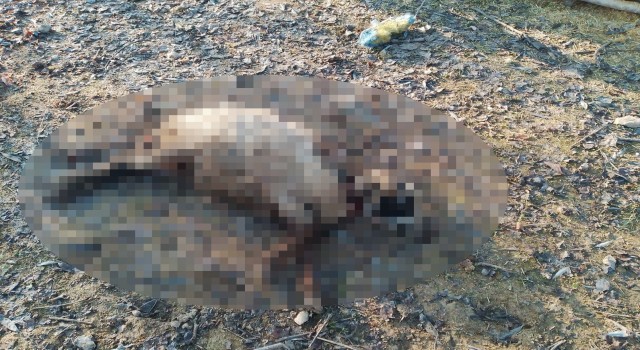 Elazığda köpeklerin saldırısına uğrayan 4 koyun telef oldu