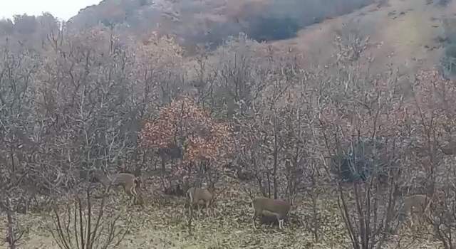 Elazığda yaban keçileri görüldü