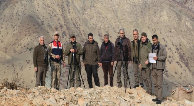 Elazığda yaban keçisi envanter çalışması yapıldı