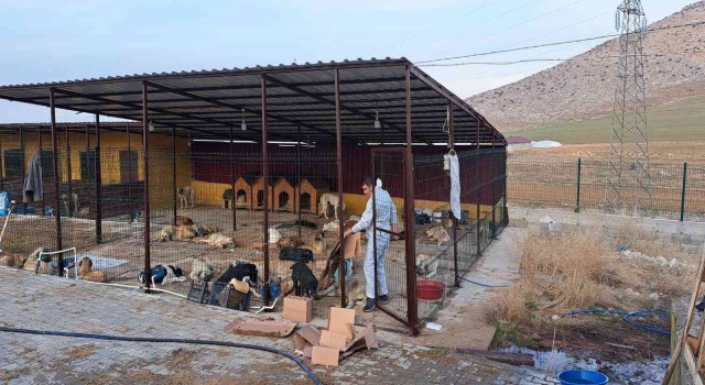Elbistanda 200 sokak köpeği kısırlaştırıldı