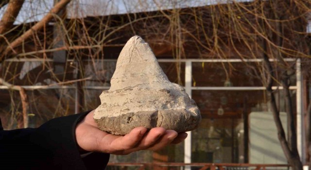 Elbistanda köpekbalığının atası sayılan 20 milyon yıllık megalodon dişi bulundu
