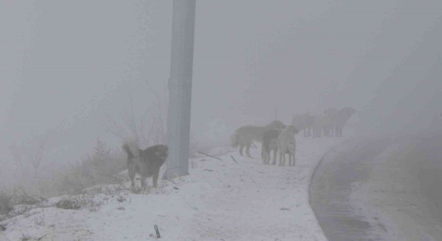 Erzincanda başıboş sokak köpekleri tehlike saçıyor