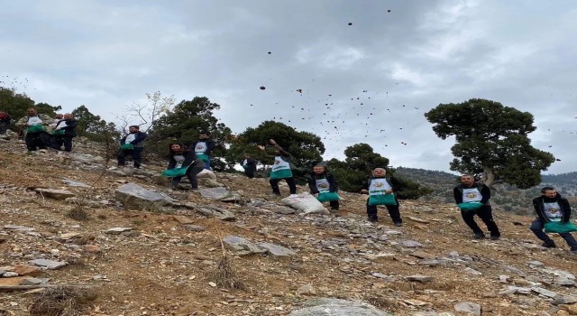 Fekede sedir tohumları toprakla buluşuyor